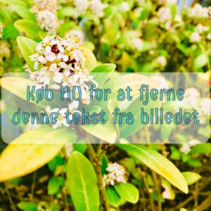 Sommerfuglebusk - White Profusion