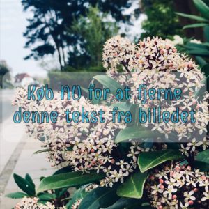 Sommerfuglebusk - White Profusion
