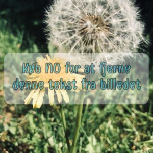 Mælkebøtte og Hawkweed