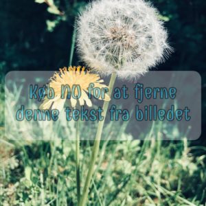 Mælkebøtte og Hawkweed