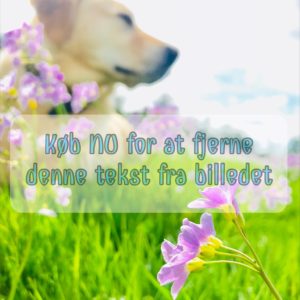 Lilla Verbena Blomster Med Hund