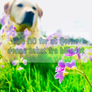 Lilla Verbena Blomster Med Hund