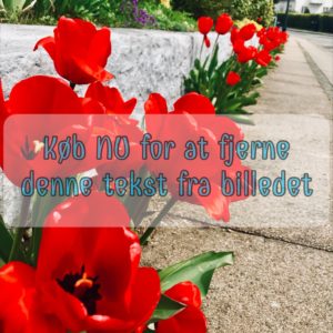 Rød Tulipaner Blomst